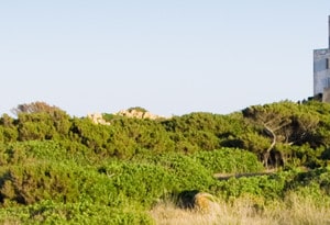 Olbia