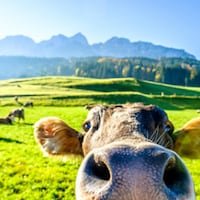 Farm holidays - 722 Apartments & Holiday Homes
