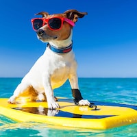 Taking your dog on holiday - 35,260 Apartments & Holiday Homes