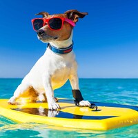 Taking your dog on holiday - 35,391 Apartments & Holiday Homes