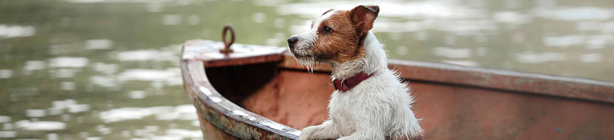 Hundeurlaub am See