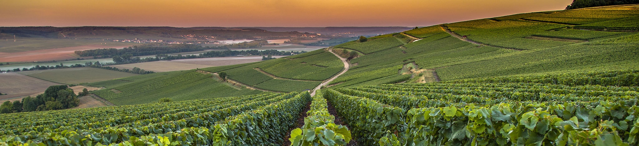 Grüne Weinberge mit Blick auf das Tal